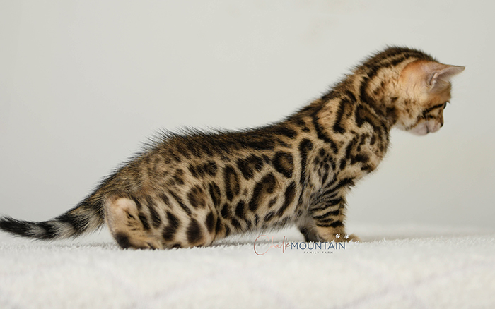 Bengal kitten for sale